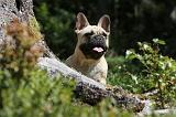 BOULEDOGUE FRANCAIS 075
